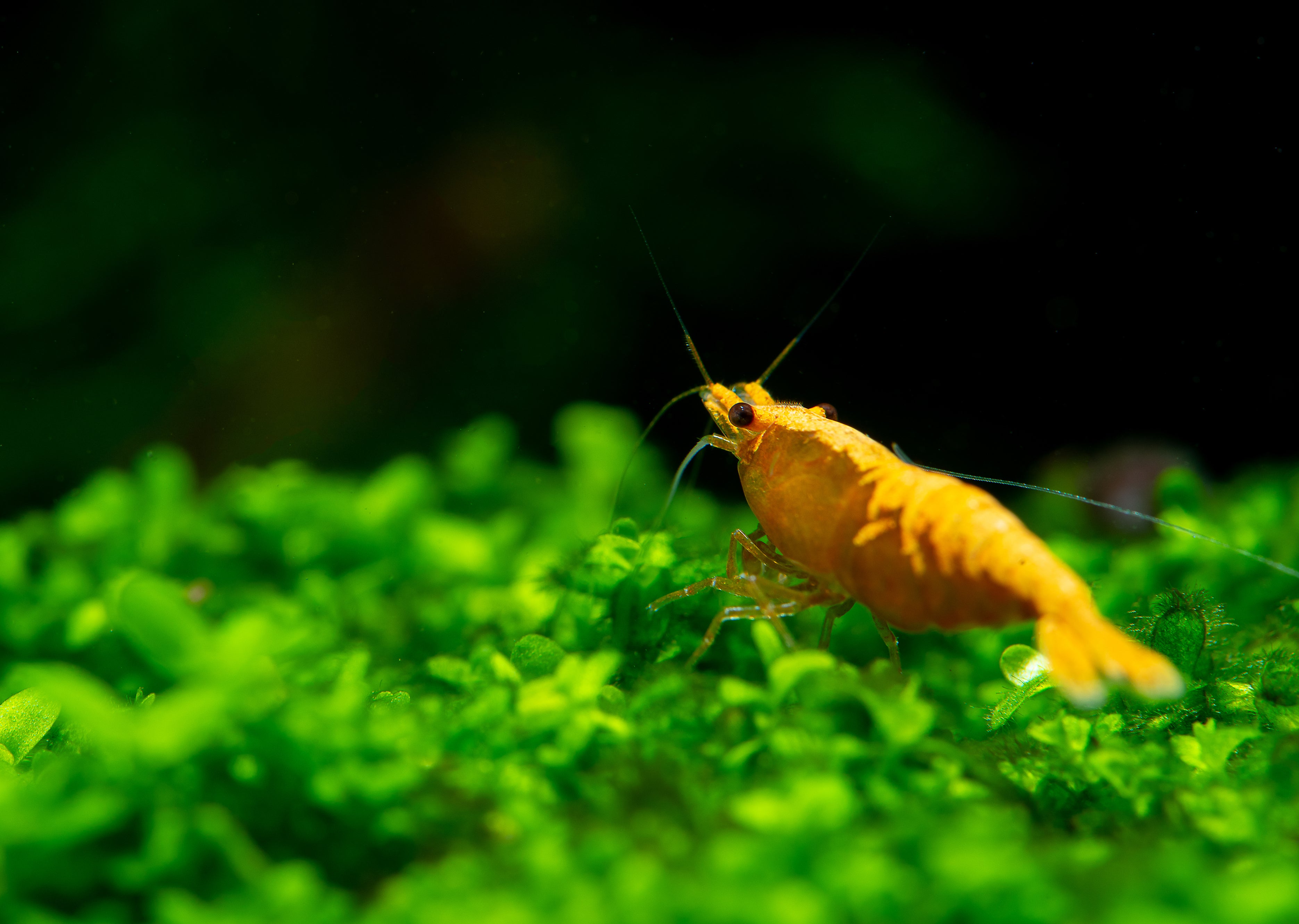 Golden Back Yellow Shrimp for sale in Canada on green aquarium moss
Yellow Neocaridina shrimp grazing in a planted freshwater aquarium
Goldenback Yellow Shrimp with bright yellow body and dorsal stripe
Live freshwater yellow shrimp for planted tanks in Canada