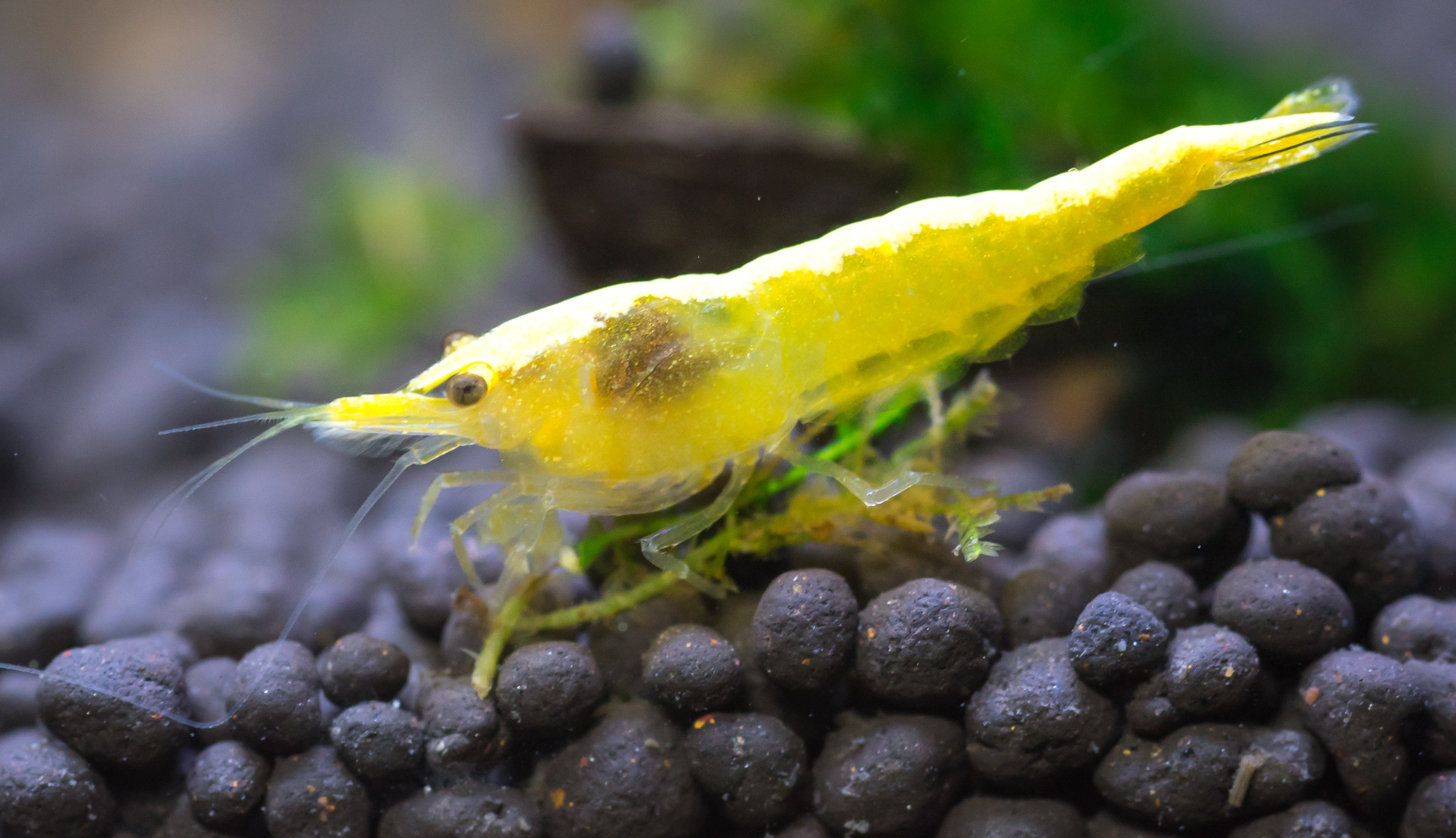 Golden Back Yellow Shrimp for sale in Canada on green aquarium moss
Yellow Neocaridina shrimp grazing in a planted freshwater aquarium
Goldenback Yellow Shrimp with bright yellow body and dorsal stripe
Live freshwater yellow shrimp for planted tanks in Canada