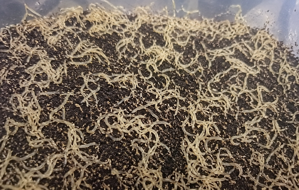 Live grindal worm culture for sale in Canada with active grindal worms feeding on culture medium for aquarium fish and breeding projects.