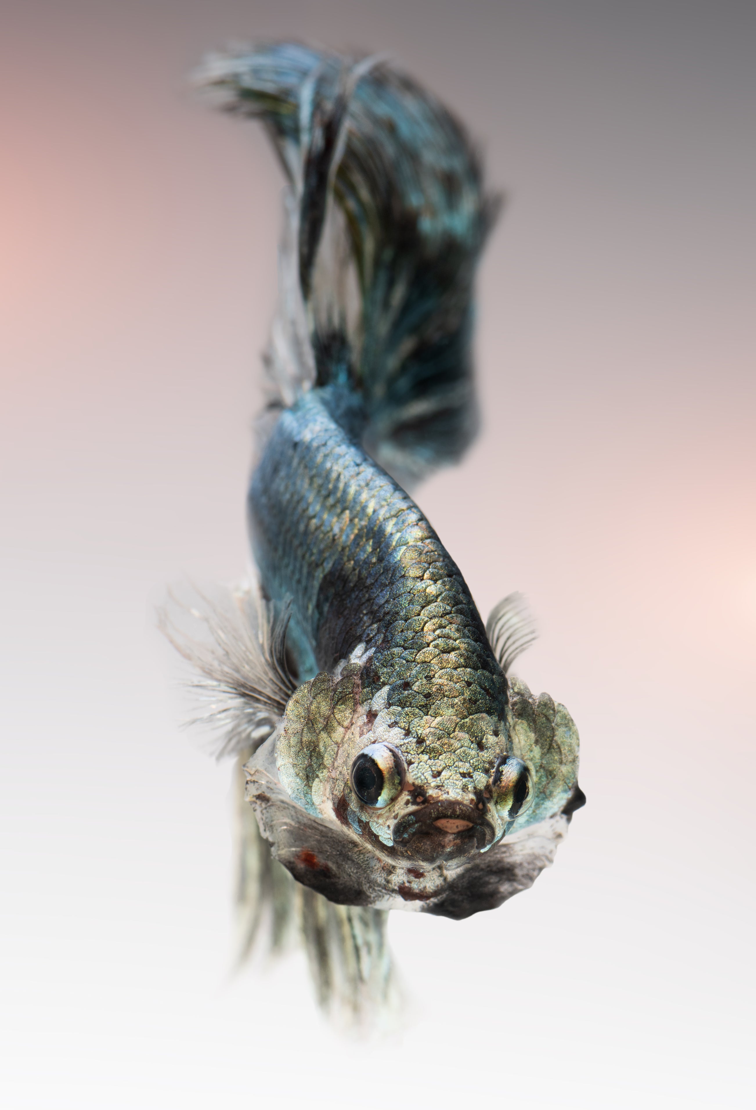 HM Copper Bettas (Male)