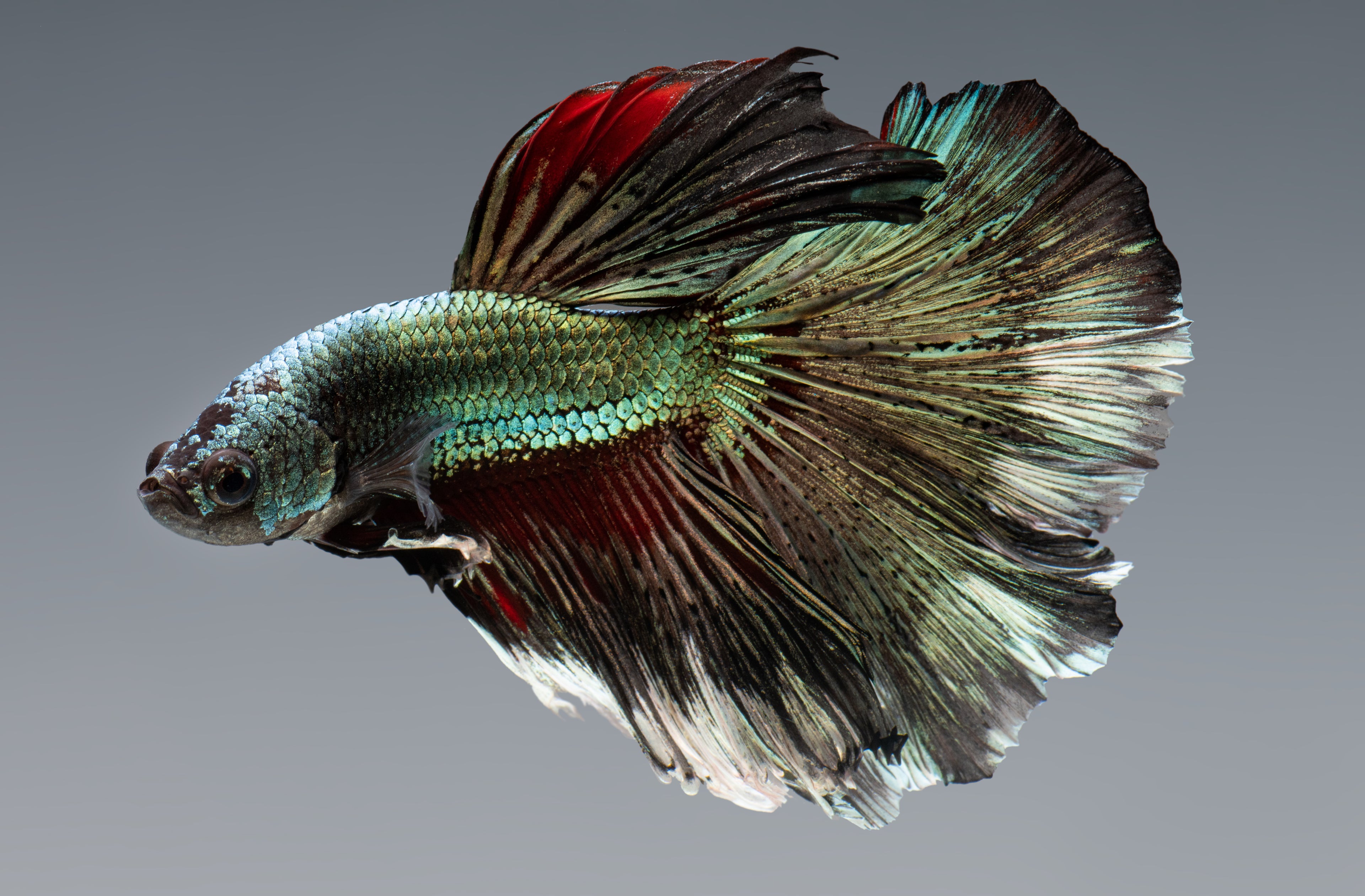 HM Copper Bettas (Male)