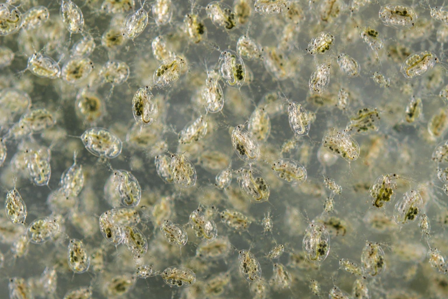 Live Daphnia for Betta Fish, Fry & Freshwater Aquariums