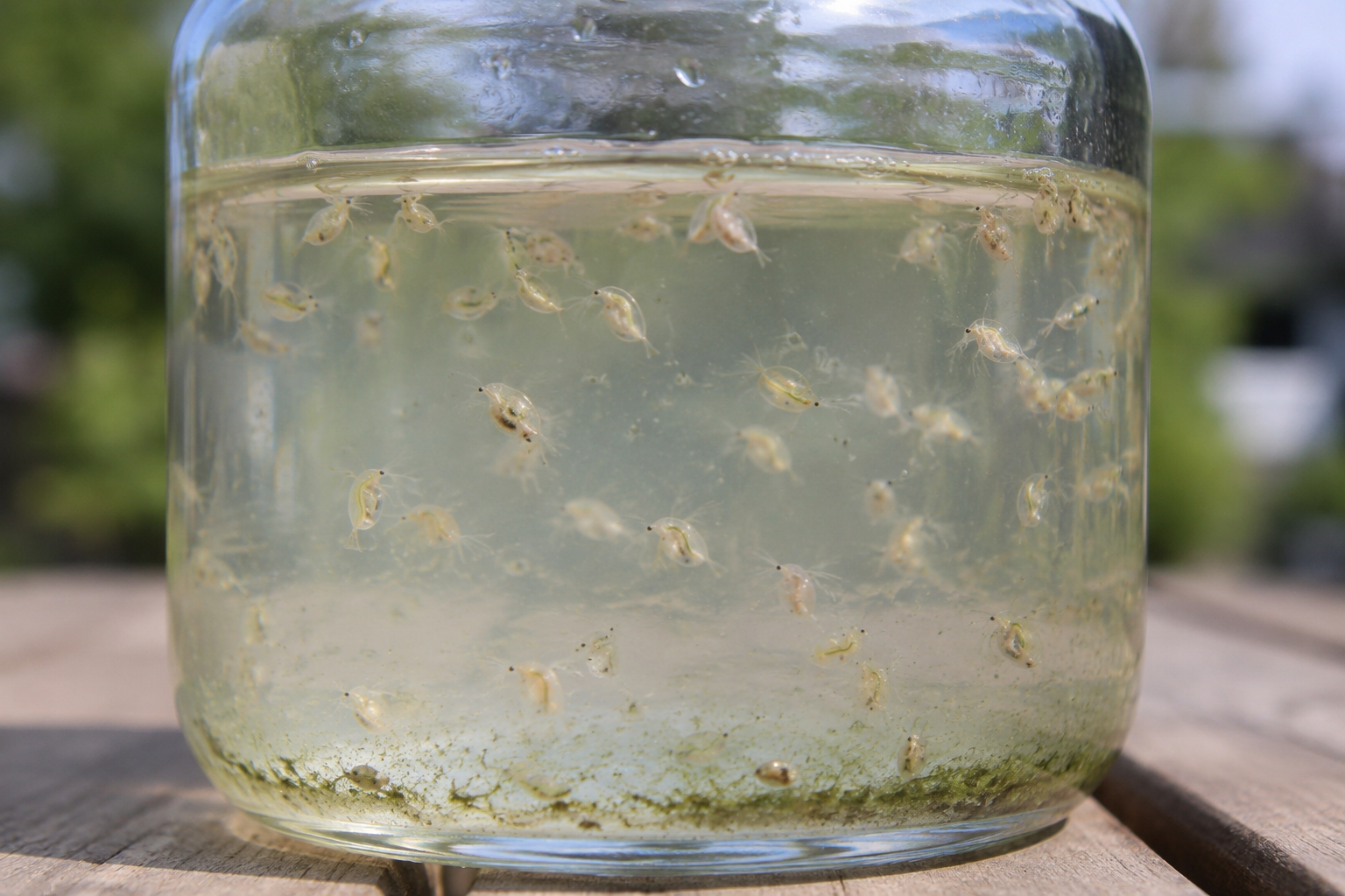 Live Daphnia for Betta Fish, Fry & Freshwater Aquariums