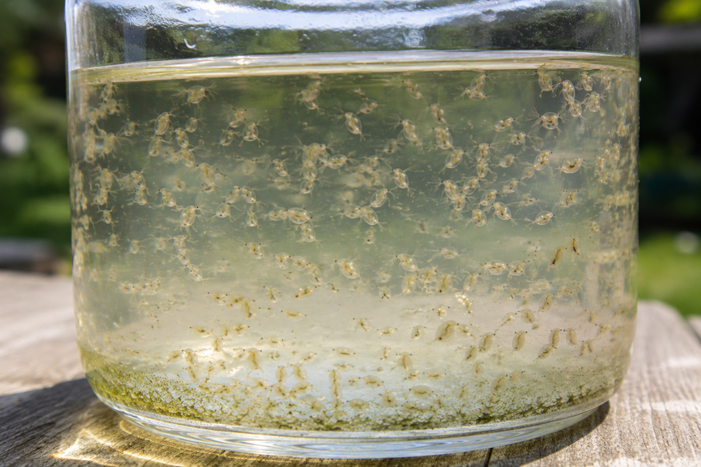 Live Daphnia for Betta Fish, Fry & Freshwater Aquariums