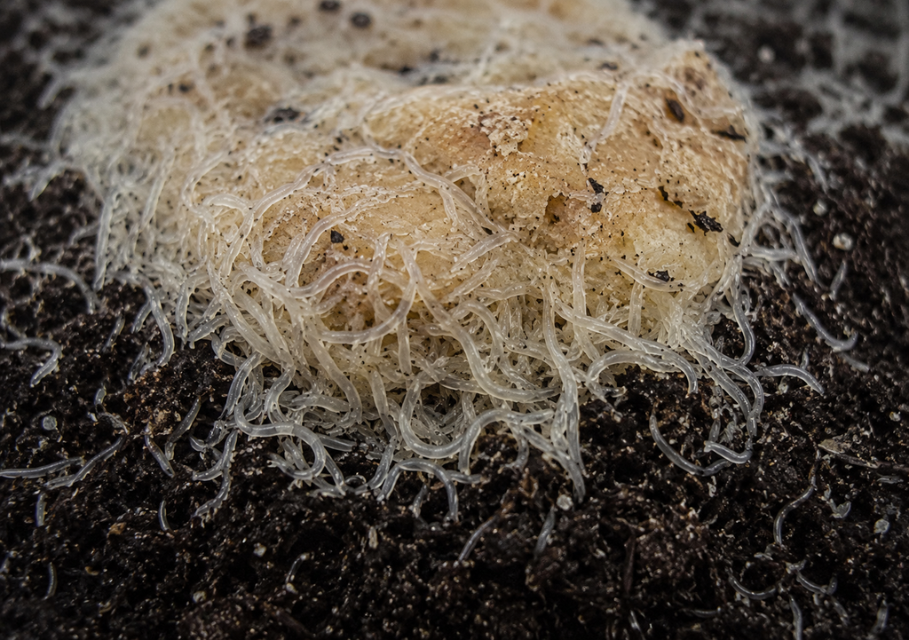 Close-up of live grindal worms feeding on food inside a grindal worm culture used as live fish food for bettas, fry, and aquarium fish.
