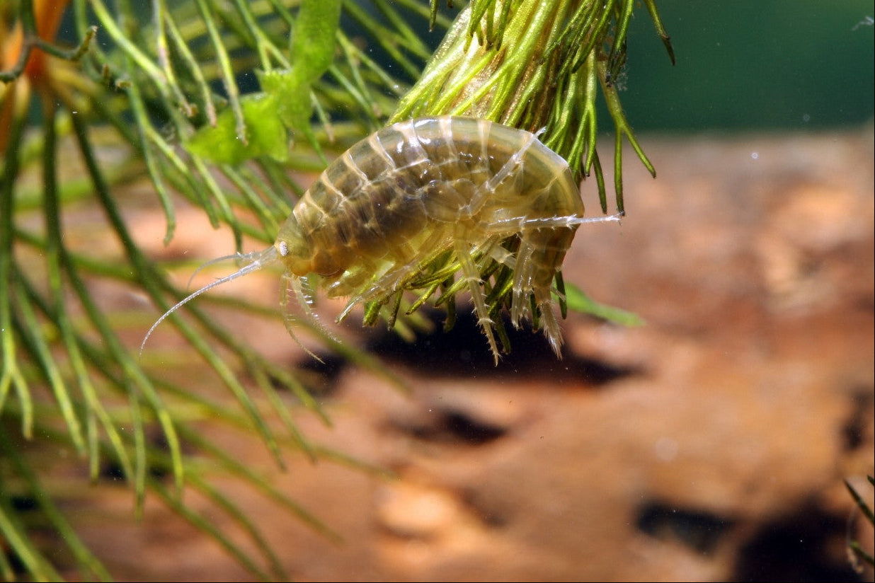 Small freshwater scud on a piece of green plant