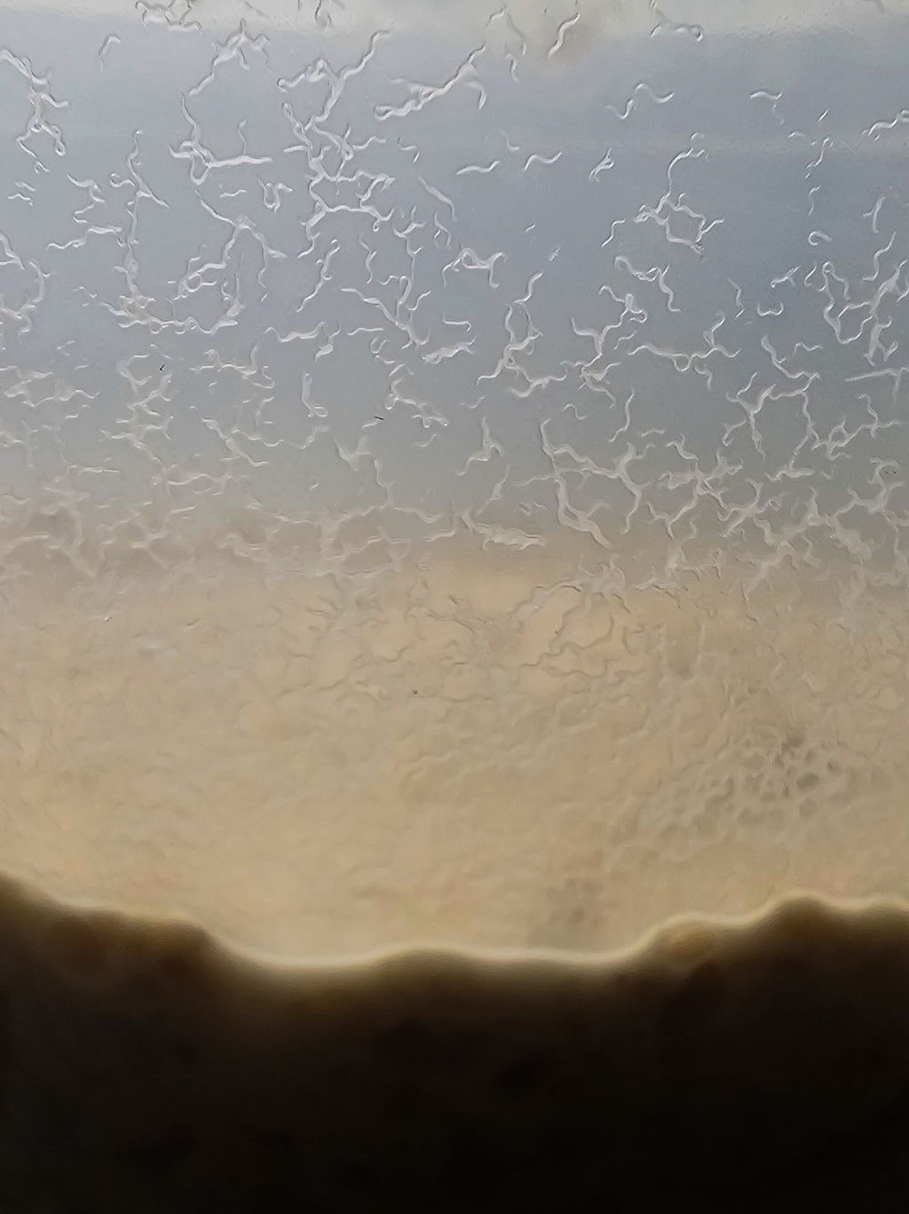 Live microworm culture in container, ideal first food for betta fry, guppies, and nano fish — high survival live food in Canada.