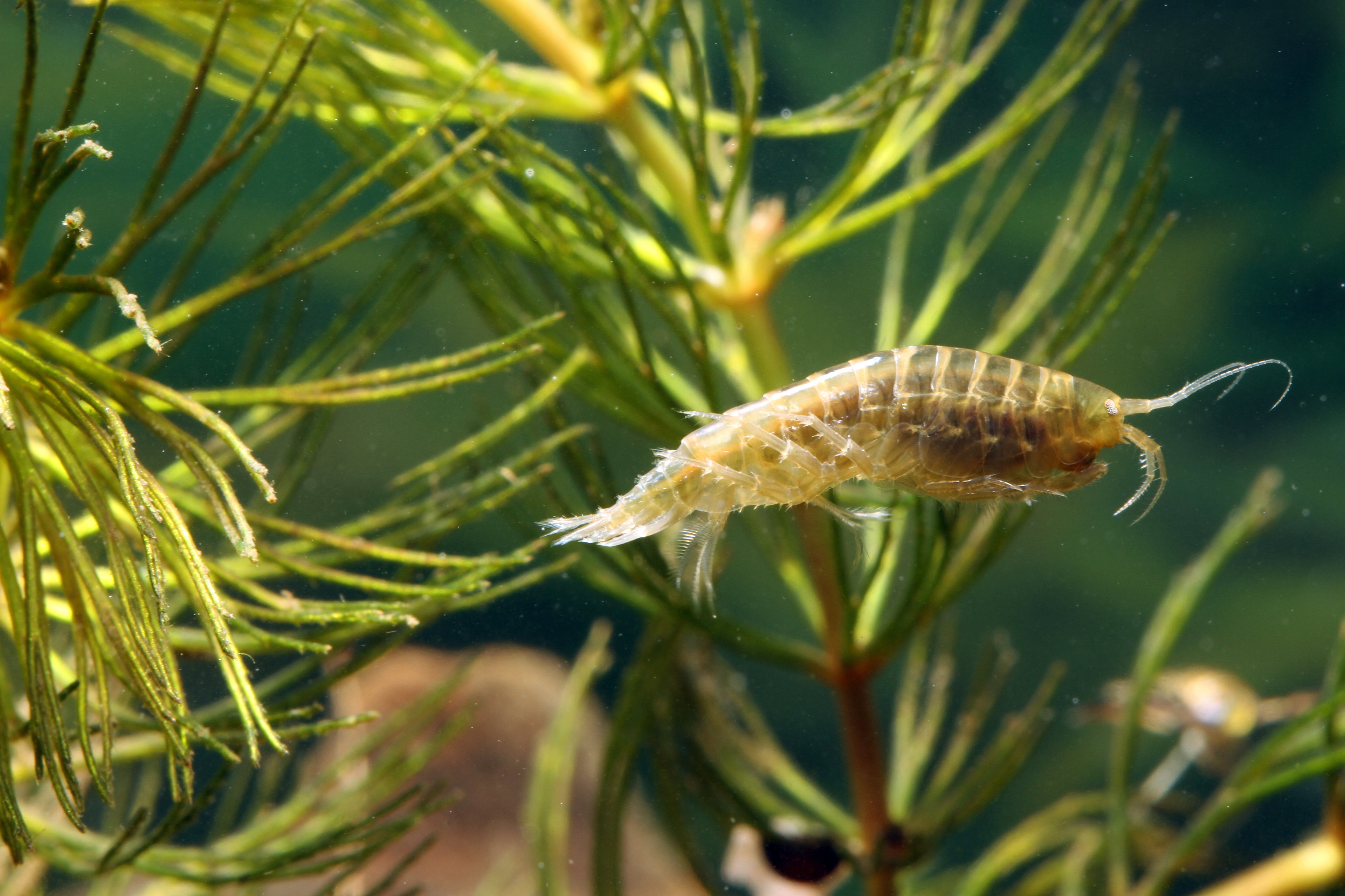 Small aquatic scud on green aquatic plants