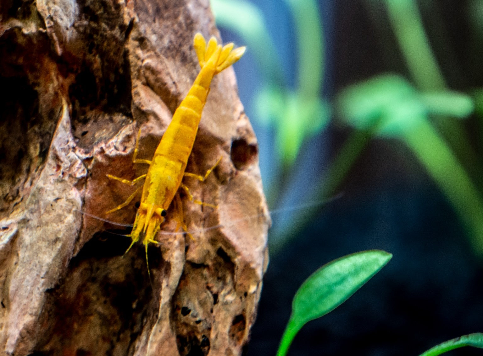 Golden Back Yellow Shrimp for sale in Canada on green aquarium moss
Yellow Neocaridina shrimp grazing in a planted freshwater aquarium
Goldenback Yellow Shrimp with bright yellow body and dorsal stripe
Live freshwater yellow shrimp for planted tanks in Canada