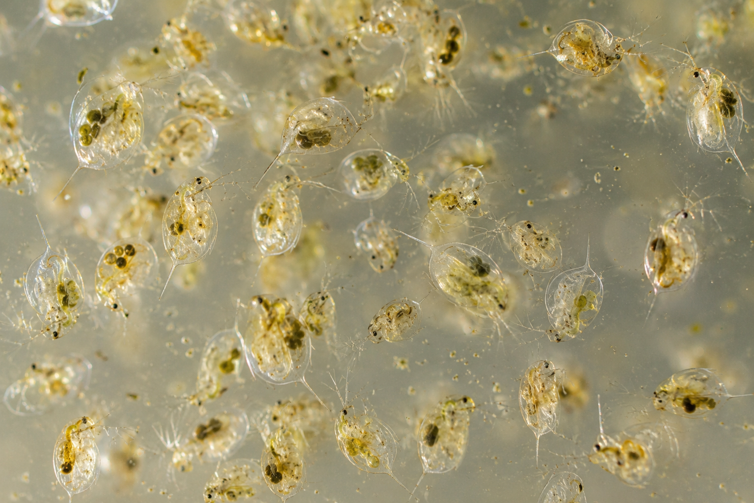 Live Daphnia for Betta Fish, Fry & Freshwater Aquariums