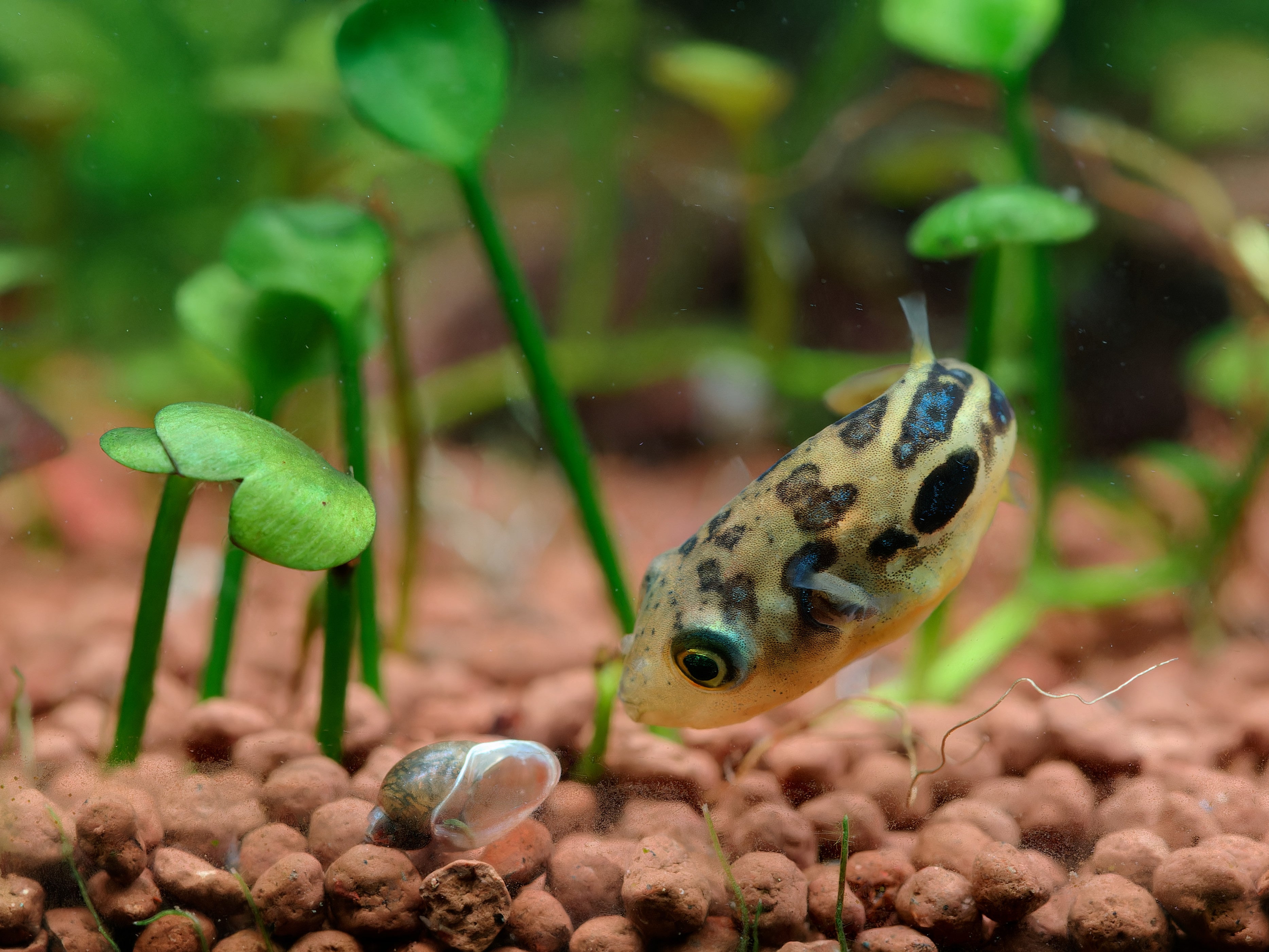 Pea puffer for sale in Canada healthy dwarf freshwater puffer fish