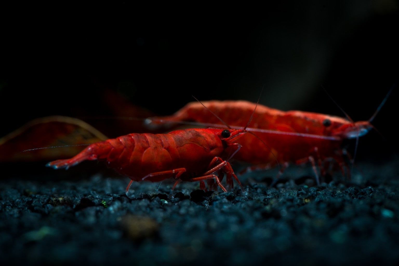 Red Bloody Mary Neocaridina shrimp in planted aquarium Canada freshwater shrimp