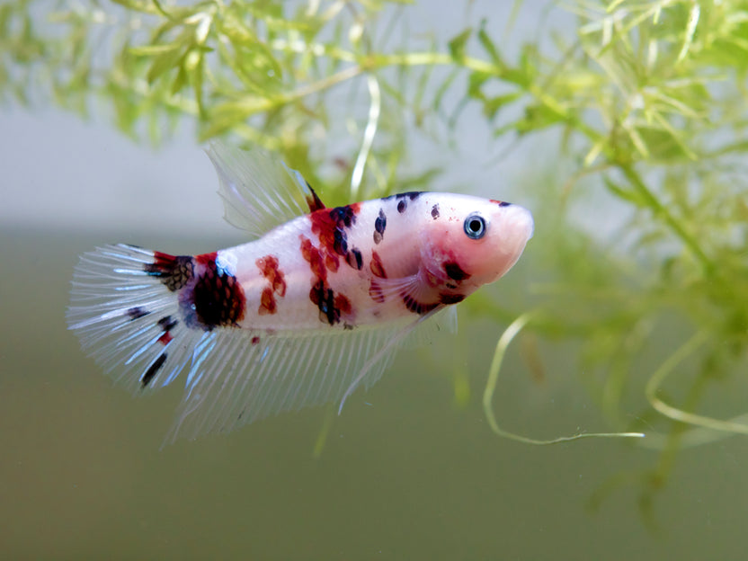 Buy Betta Fish in Canada | Betta Fish for Sale Online – Blackwater ...