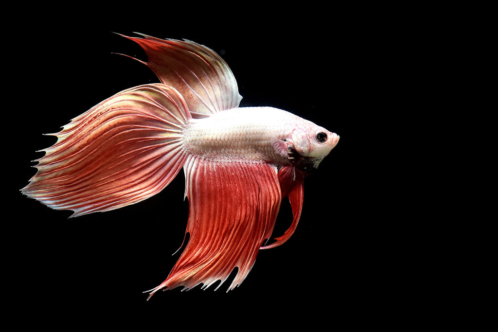 Veiltail Betta Fish (Male) – Locally Bred Betta Canada