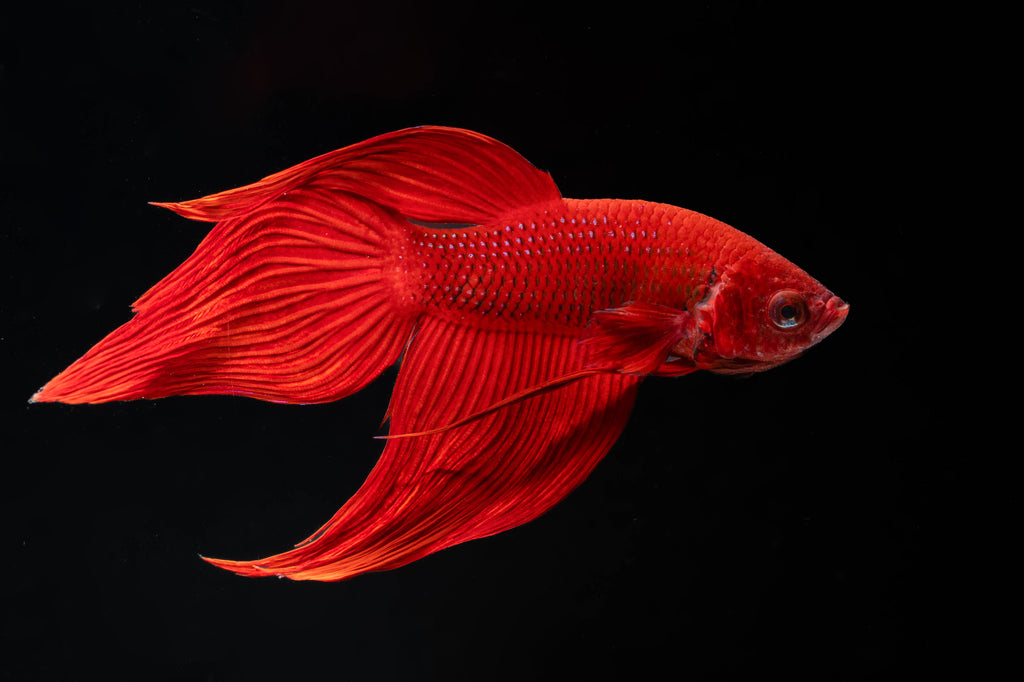 Veiltail Betta Fish (Male) – Locally Bred Betta Canada