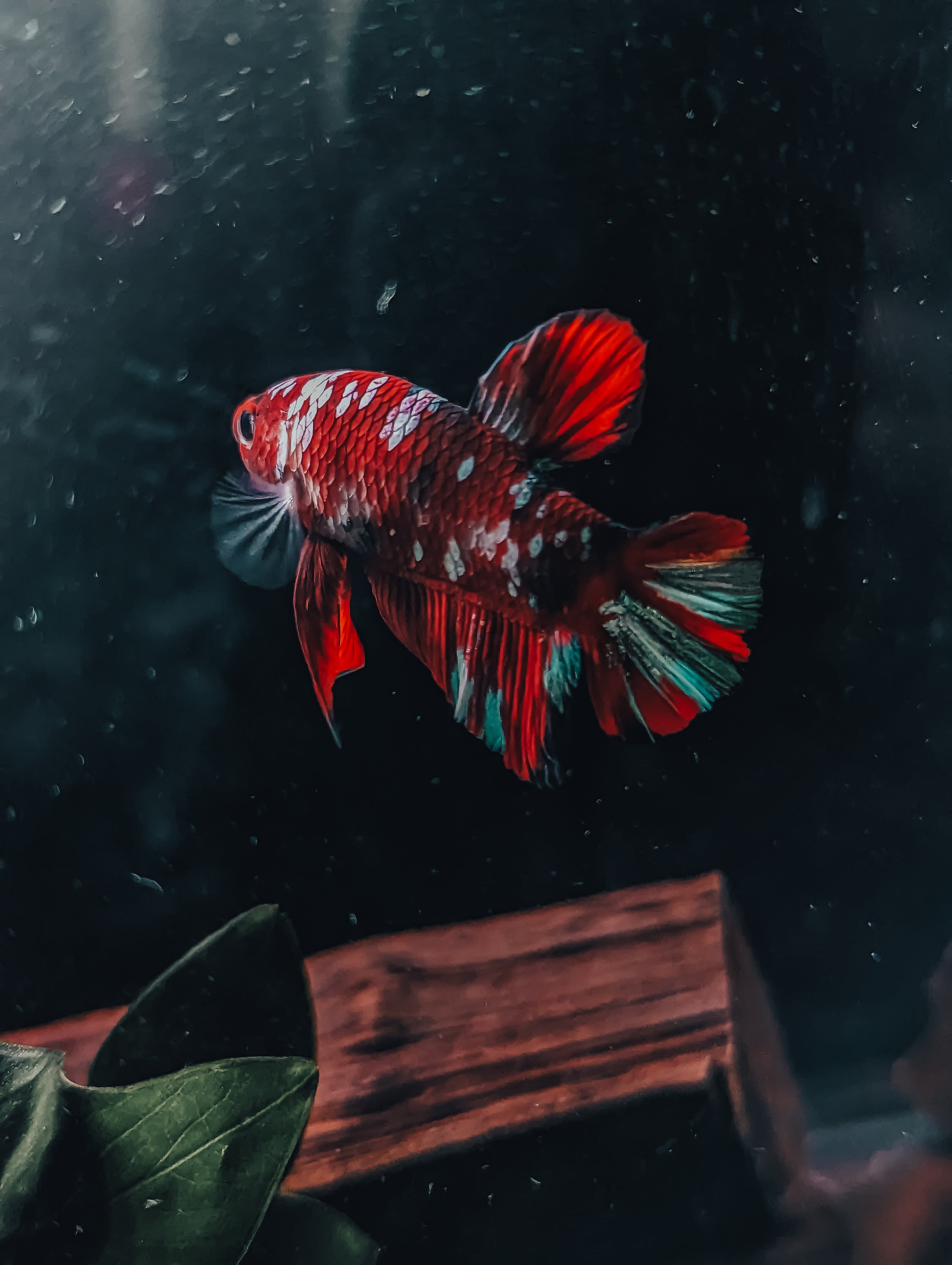 Red and white fish swimming in an aquarium with a dark background