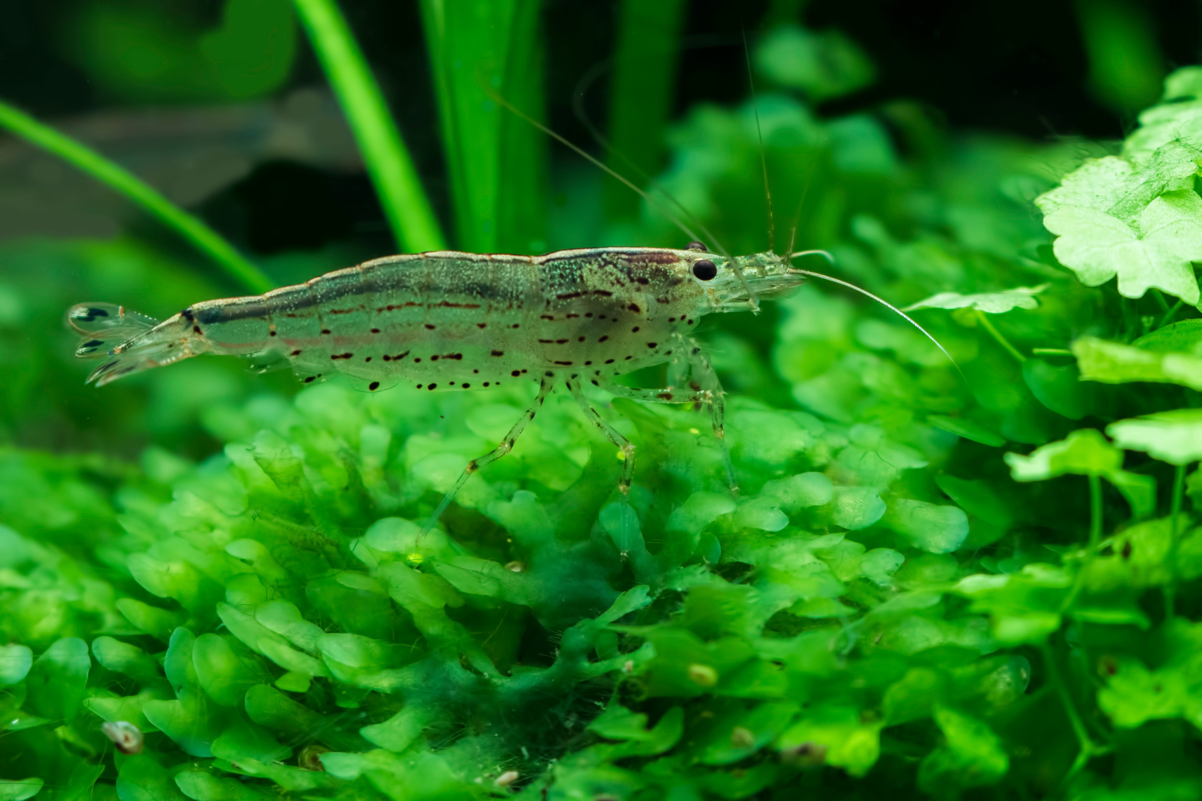 Amano shrimp