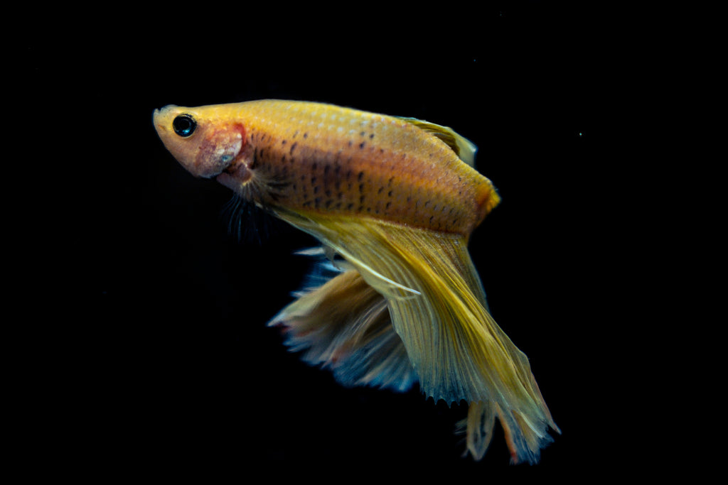 Veiltail Betta Fish (Male) – Locally Bred Betta Canada
