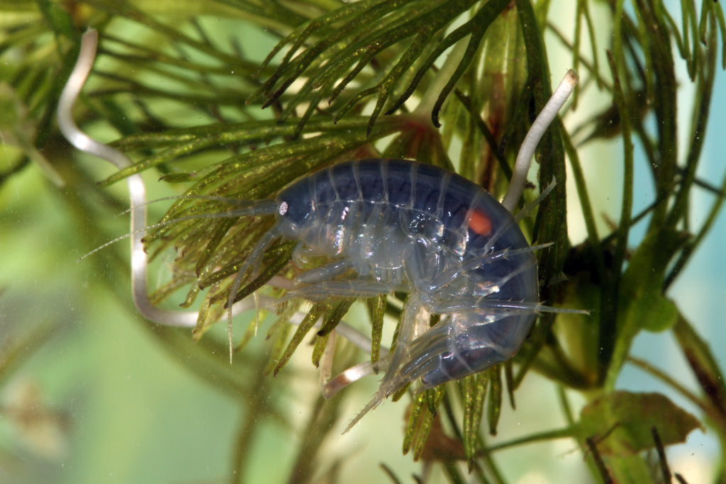A close-up of a scud (Gammarus) amphipod on aquatic plant leaves in a freshwater aquarium.