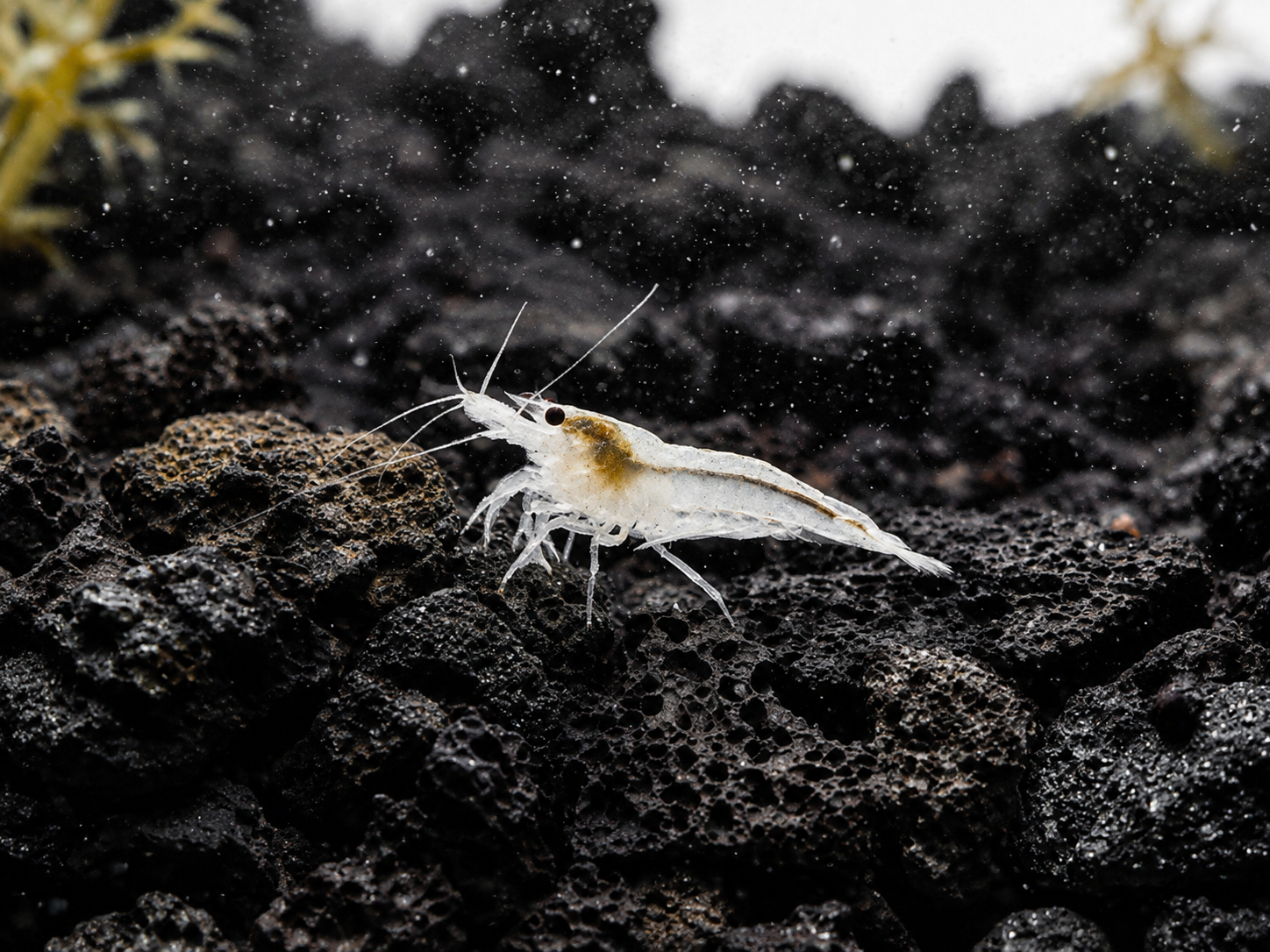 A small white shrimp with subtle orange-brown accents on its back, standing on dark volcanic rock in an aquarium setting.