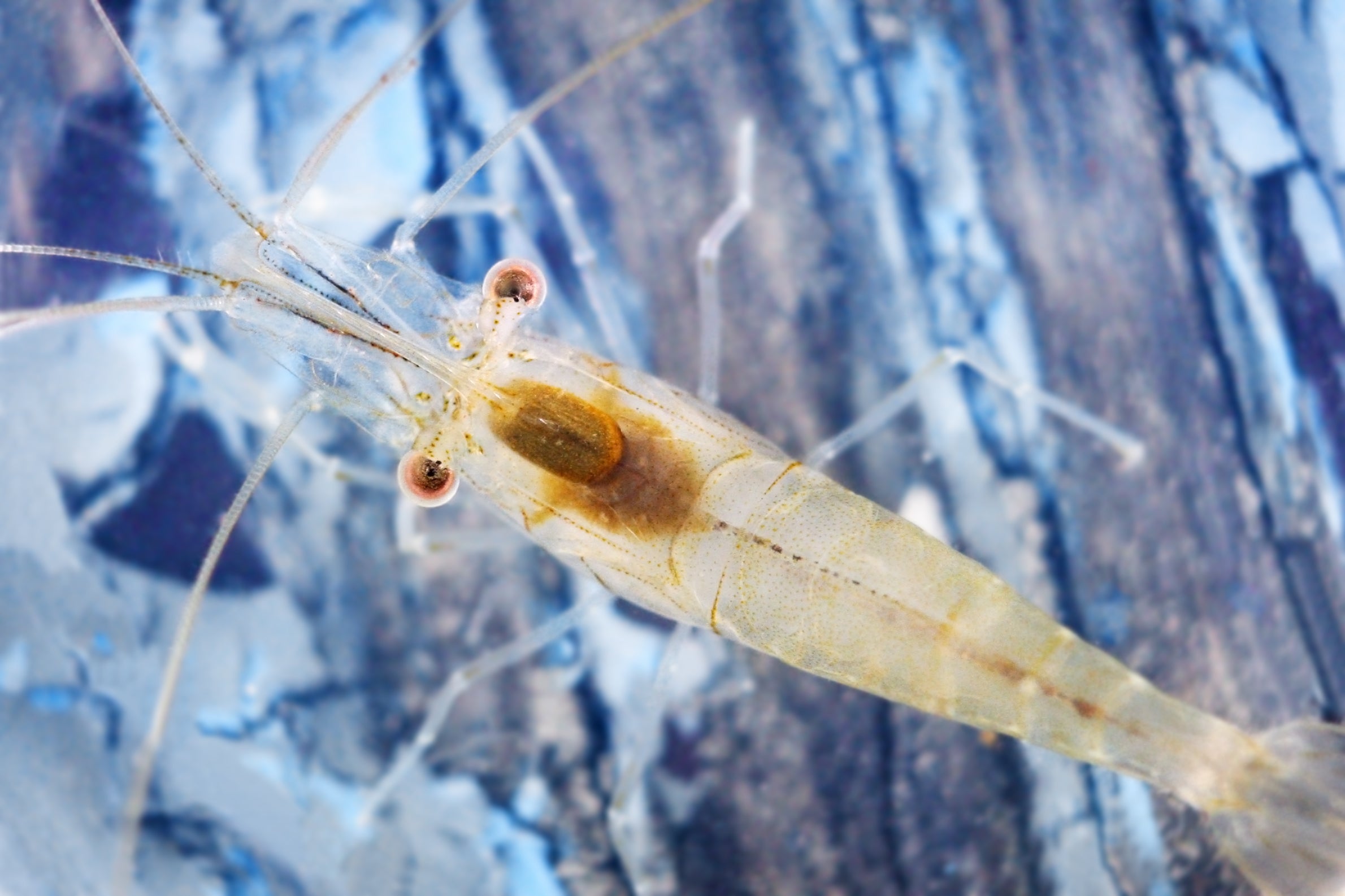 Snowball shrimp Canada white Neocaridina freshwater aquarium shrimp breeding colony