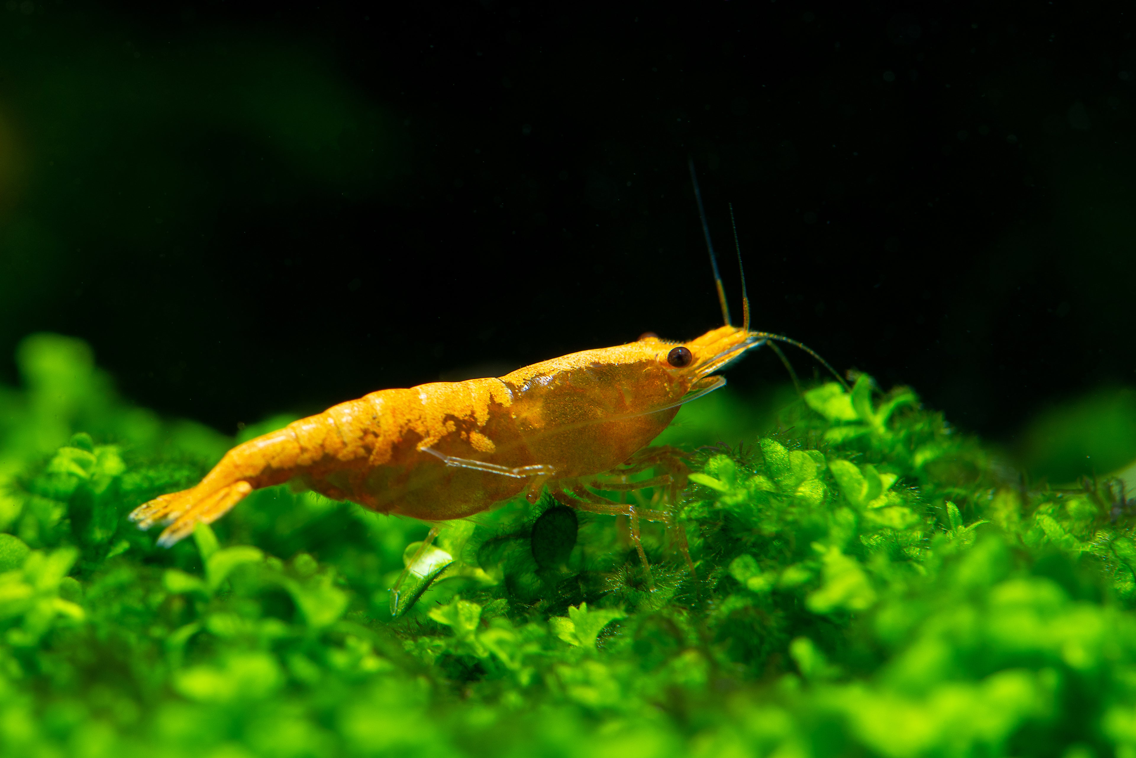 Golden Back Yellow Shrimp for sale in Canada on green aquarium moss
Yellow Neocaridina shrimp grazing in a planted freshwater aquarium
Goldenback Yellow Shrimp with bright yellow body and dorsal stripe
Live freshwater yellow shrimp for planted tanks in Canada